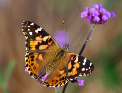 Painted Lady