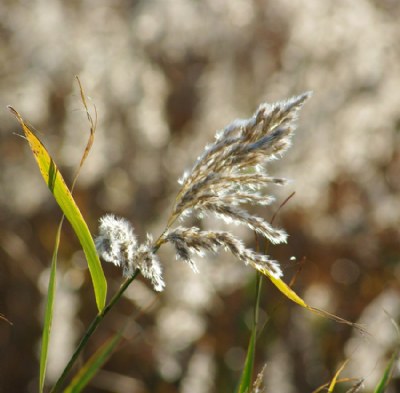 Autumn Marsh Grass