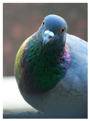 Pigeon - 3