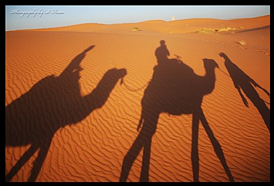 shadows on the sand