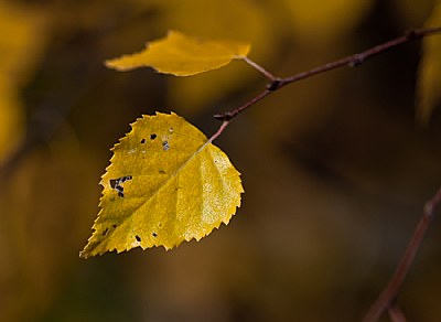 Autumn Leaves