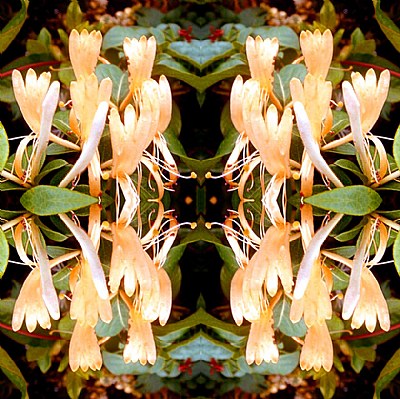 Symmetric Flowers