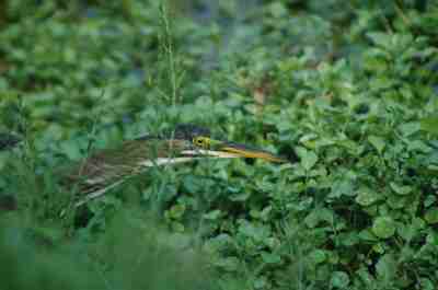 Green Heron