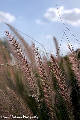 fields of barley