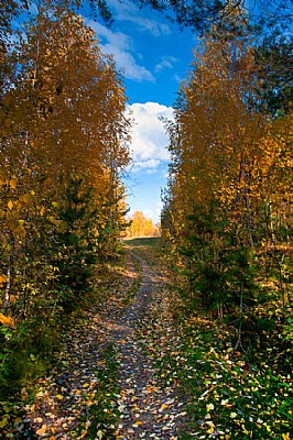 Autumn Forest