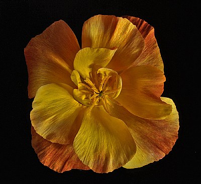 california poppy 5t