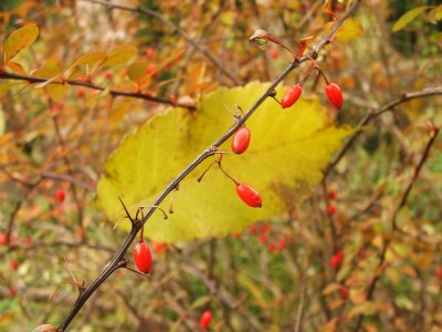 Colors of autumn