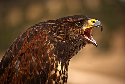 Birds of prey 1 Harris Eagle