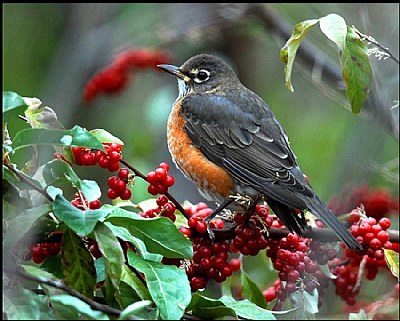 American Robin