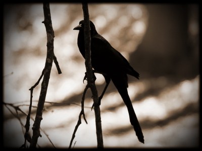  Black Bird