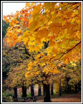 Splendour of  Autumn.