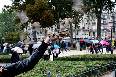 Bird on the Hand