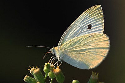 White Butterfly 2