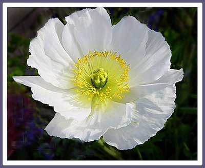 White Poppy