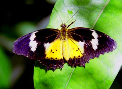 Butterfly "Lesser Wanderer"