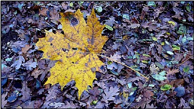 the yellow leaf