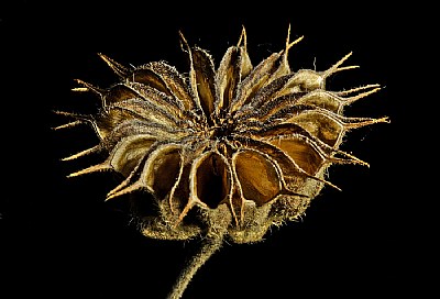 velvet leaf pod