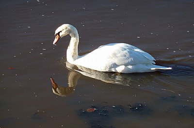 2 x Swans