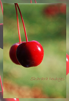 Red Couples