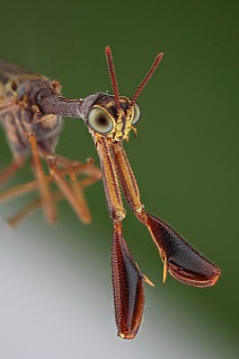 Mantisfly