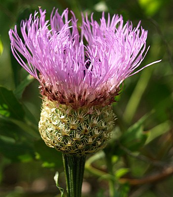 Basketflower