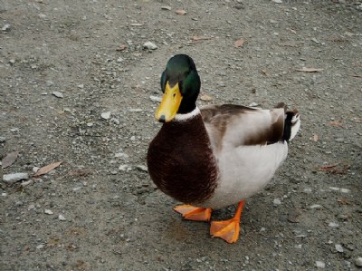 Mr. Duck