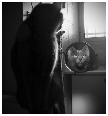 the cat and the mirror