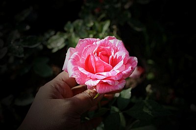 rose-1