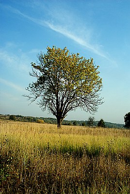 rowan tree