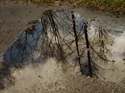 The world in puddle