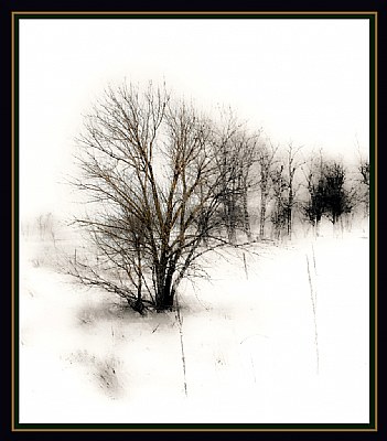 Treeline