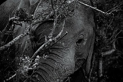 An elephant... in Black and White