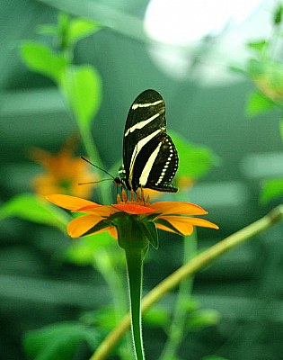 butterfly