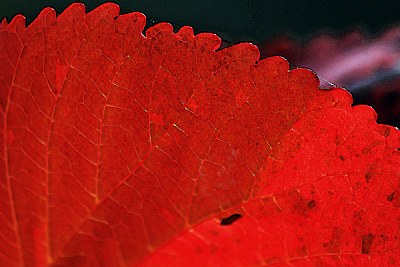 Red Leaf.