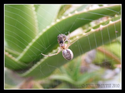 Silver-Sided Sector Spider