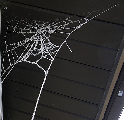 Ice Spider Web