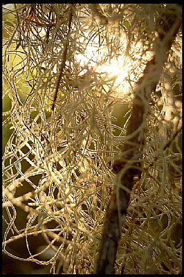 Aurific Spanish Moss