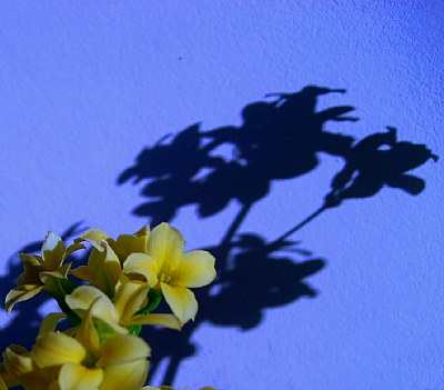 Flower & shadows
