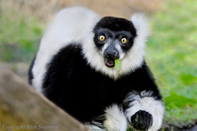 Lemur Suprise