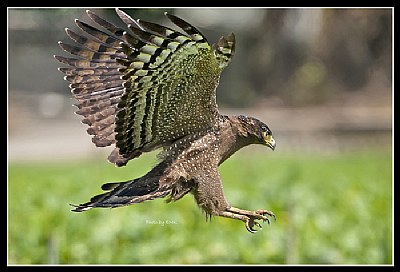 B174 (Crested Serpent Eagle)
