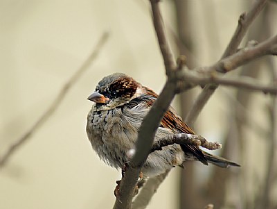 sparrow