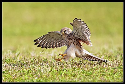 B175 (Common Kestrel)