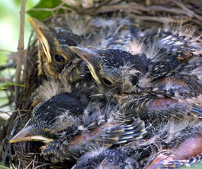 Robin Babies