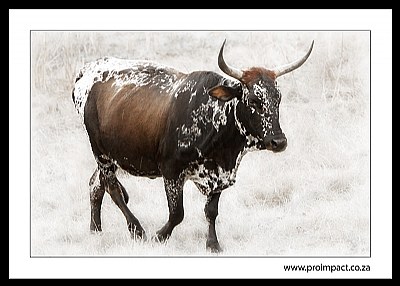 Nguni 1