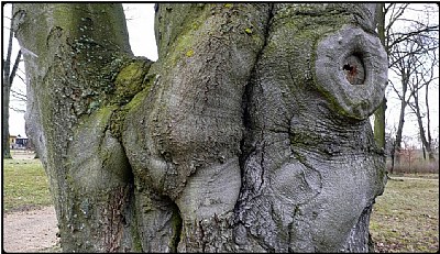 old treebody