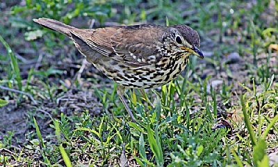 Thrush