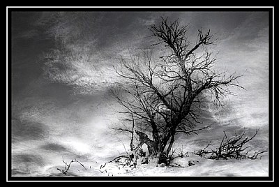 Tree in the Clouds