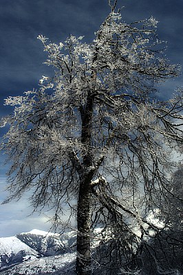 Wood under the snow