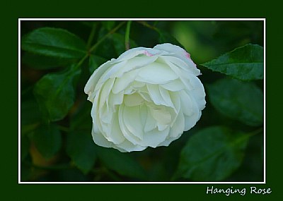 Hanging Rose