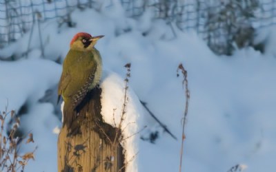 green woodpecker